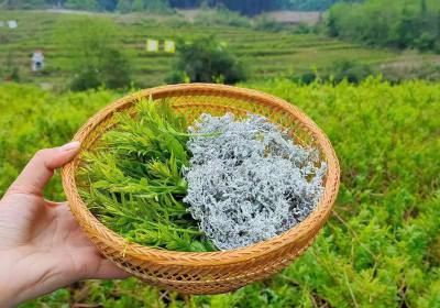 张家界土家神仙草——张家界莓茶介绍